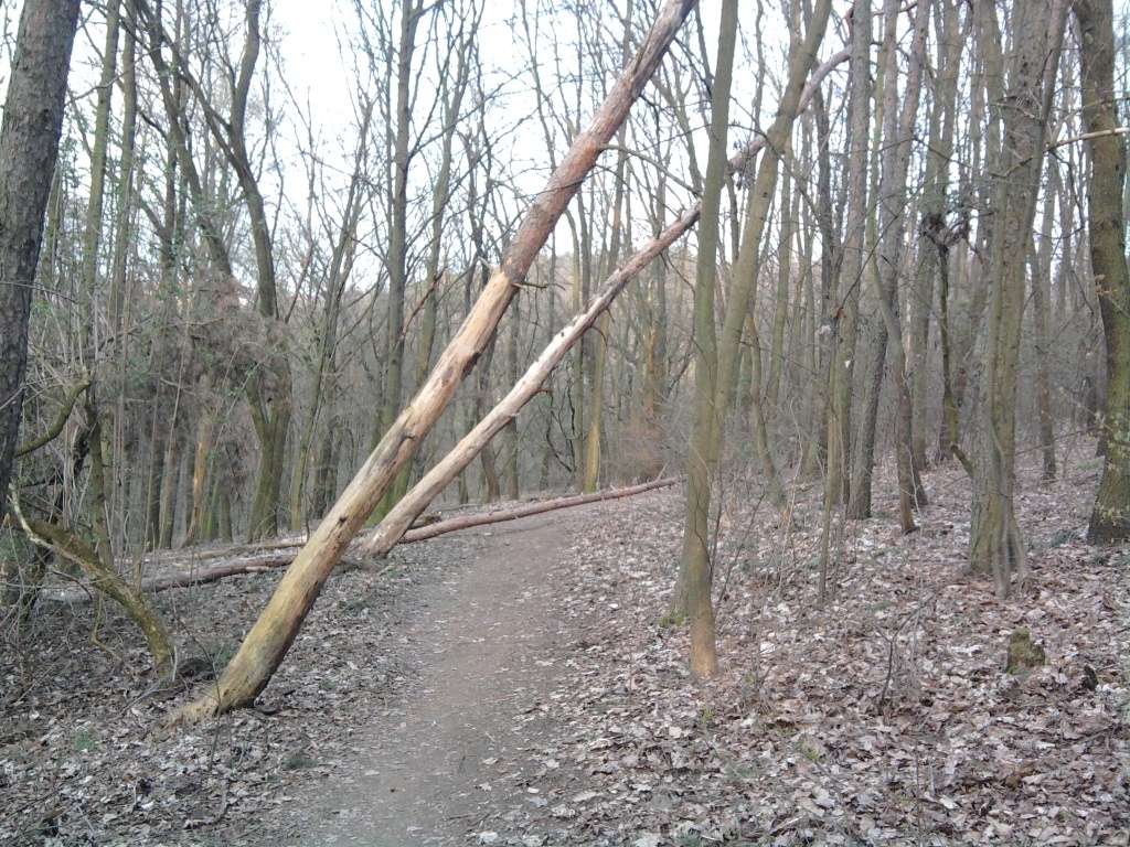 Popadané stromy na cestě v lese na Hanspaulce